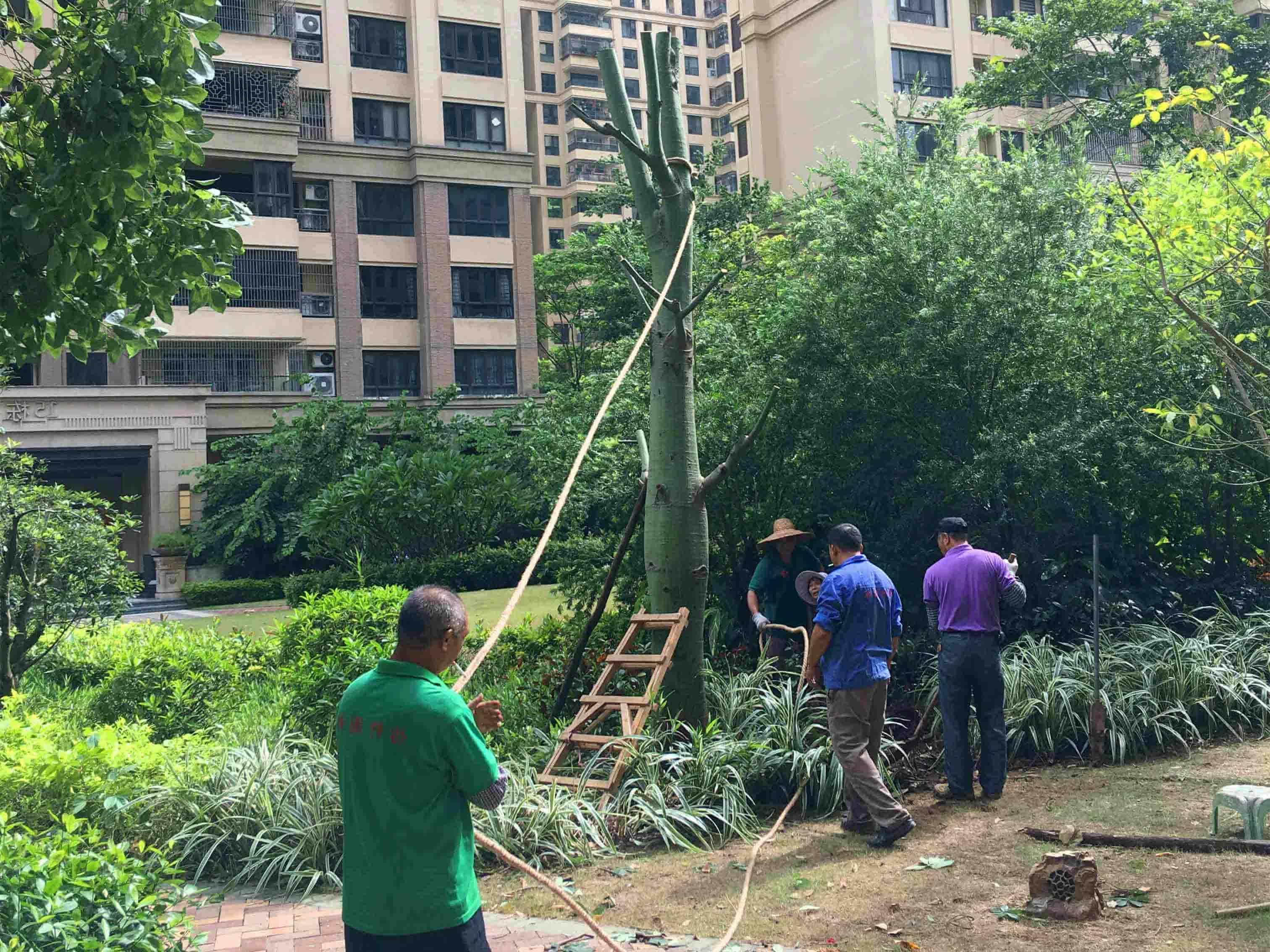 绿化苗木的种植